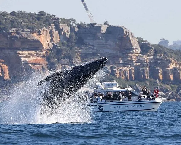 Whale Watching Boat Trip in Sydney